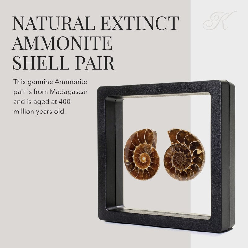 KALIFANO Extinct Natural Polished Ammonite Shell Pair Fossil Stone - Mineral from Madagascar with Feng Shui Healing Properties Thought to Bring Wealth, Prosperity, and Relaxation - Image 3